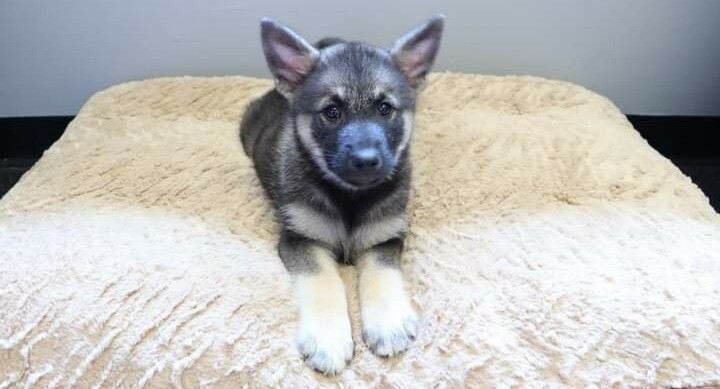 cavapoo potty training